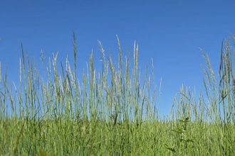 Sommer2
