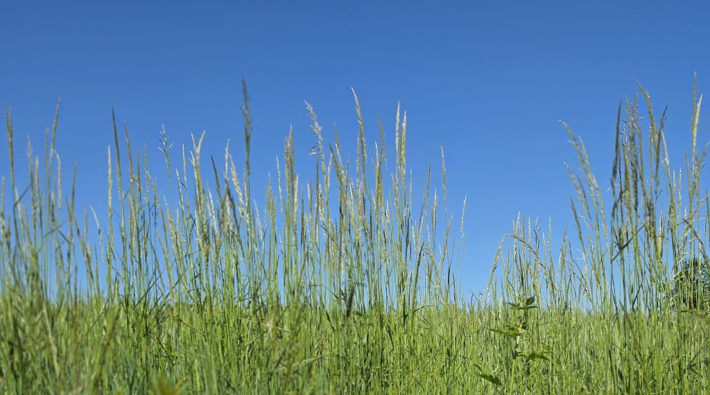 Sommer2
