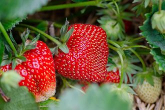 Erdbeeren1