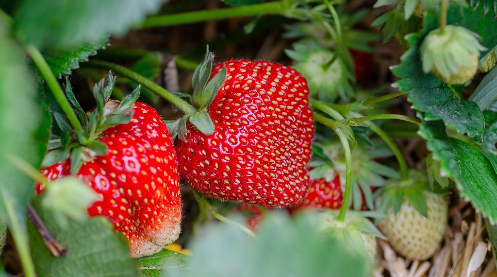 Erdbeeren1